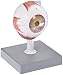 EISCO Human Eye Model - 3X Enlarged - 7 Parts Labs