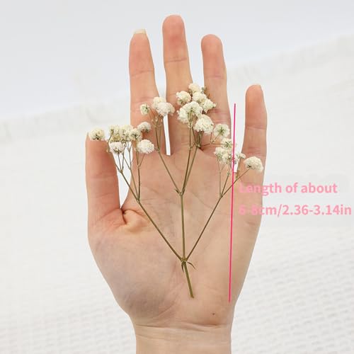 Set de 50 flores secas naturales de Gypsophila para decoración miniatura 4