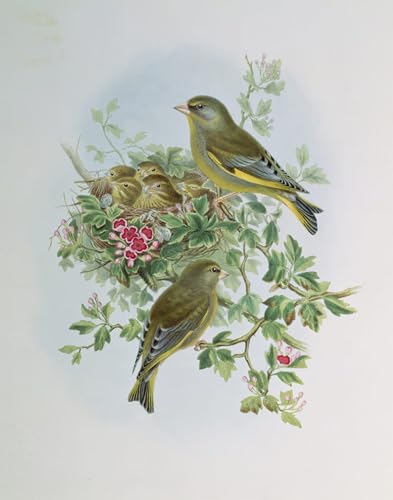 Toile oiseau verdier John Gould pour sublimer votre décoration de salon