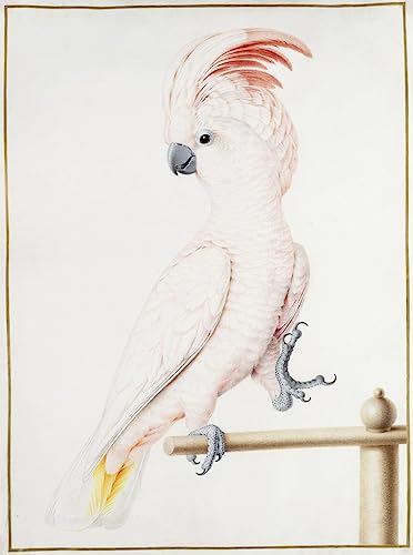 Toile Nordique Major Mitchell de Nicolas Robert - Tableau de Chambre 60x90cm