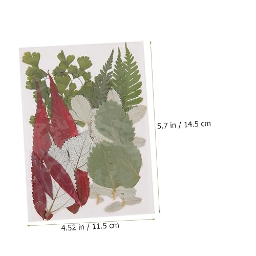 COHEALI 3 Peças 1 Material De Gravação De Flores Secas Naturales Enfeites De Scrapbook Flores Secas