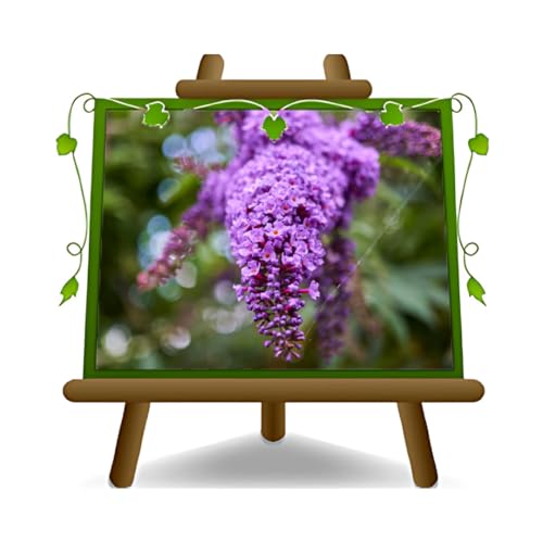 EURO PLANTS VIVAI Buddleja Davidii Viola (Pianta della Farfalla) Vaso ø 18 cm Altezza 40-50 cm