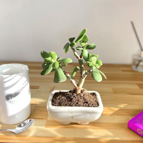 Lively Crassula Ovata Bonsai: árbol para plantas de interior de casa, maceta de cerámica, bajo mantenimiento, fusión estética de elegancia suculenta