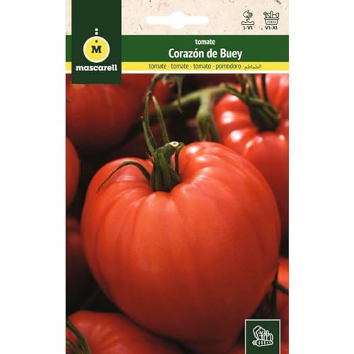 Mascarell Semillas, TOMATE, Semillas Huerto, TOMATE CORAZÓN DE BUEY, Crea tu Propio Huerto Urbano y Cultivo en Casa, Plantas Hortícolas, 1 Gramos