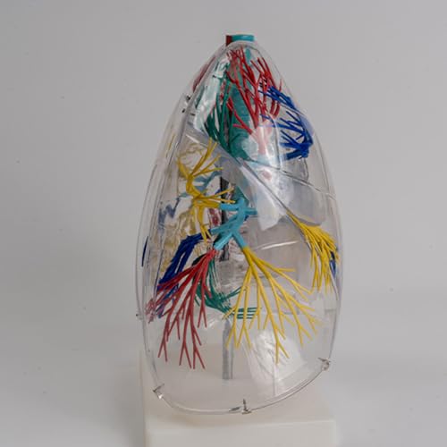 Modèle poumons anatomiques transparents avec arbre bronchique détaillé - 6