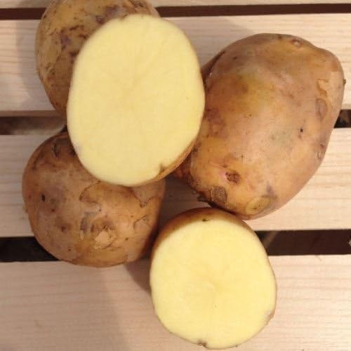 Yukon Gold Potato Seed/Tubers,Yellow-Flesh Standard. wbut2023 (5 Lb)