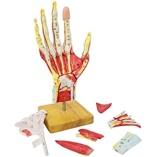 2022 Neues Medizinisches Anatomisches Handskelettmodell Mit Muskeln Bändern Nerven Und Blutgefäßen, 7 Teile, Lebensgroß, Magnetische Einfache Montage (Handmodell)