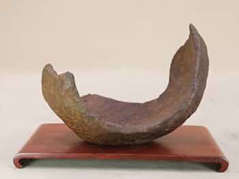 41TCrZC8FFL._AC_UF350,