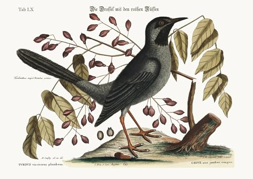 Affiches et Gravures Grive à pattes rouges Mark Catesby Toile 60x90