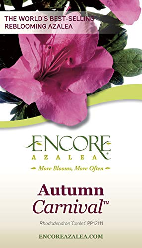 Encore Azalea Autumn Carnival (3 Gallon) Pink Flowering Shrub - Full Sun Outdoor Potted Evergreen Plants