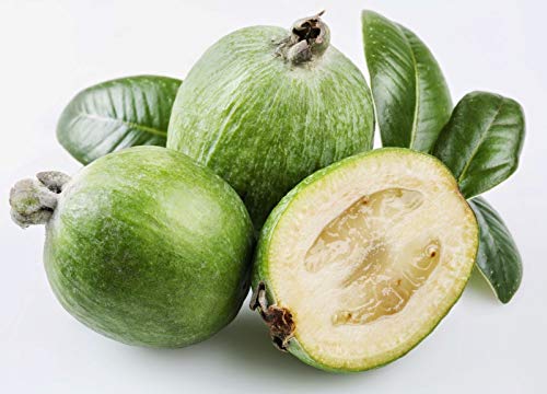 RubyShop724 25pcs Feijoa Feihoa ACCA Sellowiana Myrtaceae Pineapple Guava Guavasteen