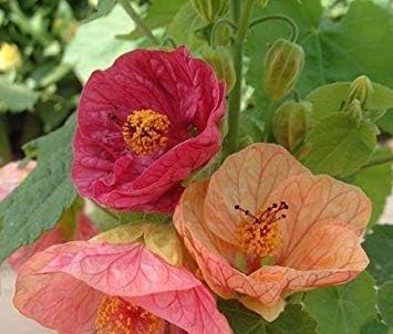 Amazon Co Jp Sd1451混合色観賞アブチロン属の種 新しい新鮮な花の種子 非遺伝子組み換え種子 30個の種子 Diy 工具 ガーデン