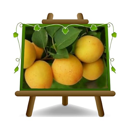 EURO PLANTS VIVAI Abricotier arbre de Abricotiers Ninfa plante fruitière autofertile sur un pot de 26 cm. Hauteur maximale 180 cm. - age 4 ans