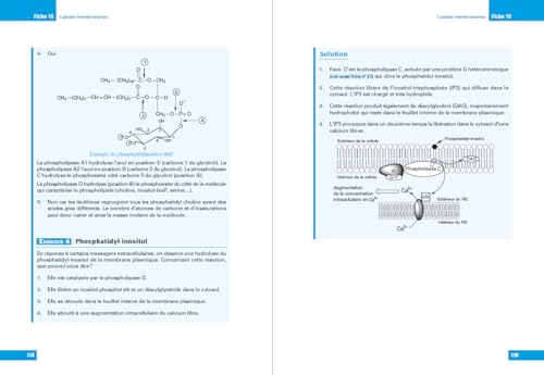 L'essentiel de Biochimie - Licence 1 / 2 / PASS - 2e éd. – vue 4