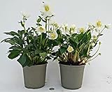 POWERS TO FLOWERS