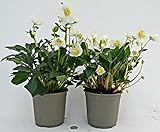 powers to flowers - helleborus xxl bianco, elleboro, vaso 15cm, 2 piante, consegnati ad inizio fioritura, rosa di natale, piante vere