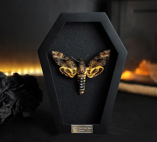 Real Dead Head Moth Coffin Gothic Decor Taxidermy Gift Dried Specimen Entomology Curiosities Shadow Box Witchy Decor Display Oddity Hanging Display Table Wall Room Decor CF18-01-DE