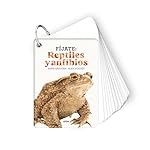 Fíjate: reptiles y anfibios: Pequeña guía para ini...: 