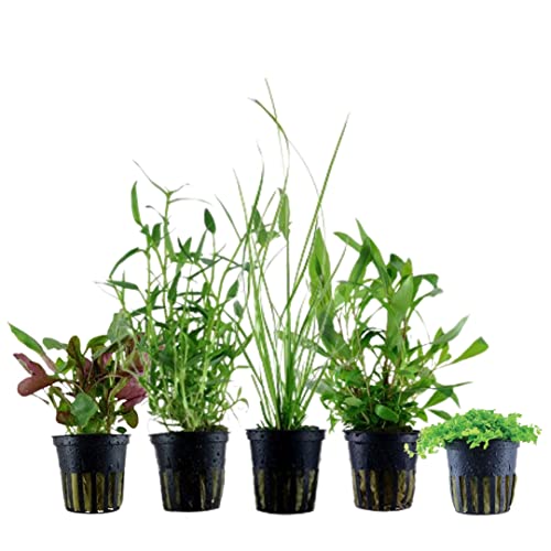 AquaOne Plantas de acuario I 5 x plantas acuáticas I principiante plantas de acuario I Cyperus Hygrophila Lobelia Micranthemum Murdannia I Set con 5 plantas de acuario