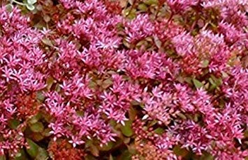 50 seeds - Sedum Purple Carpet Spurium Coccineum:Seeds