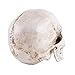 Life Size Replica Realistic Human Skull Head Bone Model, Anatomy White Resin Skull High Precision Teaching Tool Halloween Decor