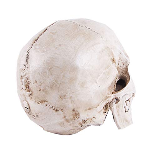 Life Size Replica Realistic Human Skull Head Bone Model, Anatomy White Resin Skull High Precision Teaching Tool Halloween Decor by VIOKKO - Image 4