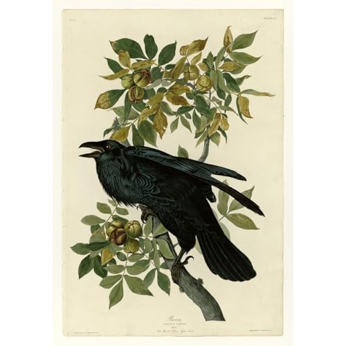 Impression d'art corbeau Audubon ARTICULOZY : une toile canvas haut de gamme de 30x40 pouces