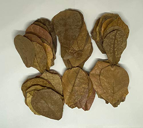 Image of Awesome Aquatic Shrimp & Betta Leaves Catappa /Indian Almond, Dadap, Mulberry Natural Habitat Tannin Producing Improves Immunity Easy to USE (Catappa Mini 2 in 25 Pk) | Natural Catappa Indian almond leaves for bettas, shrimp & fish. Releases tannins for blackwater aquariums and habitats.