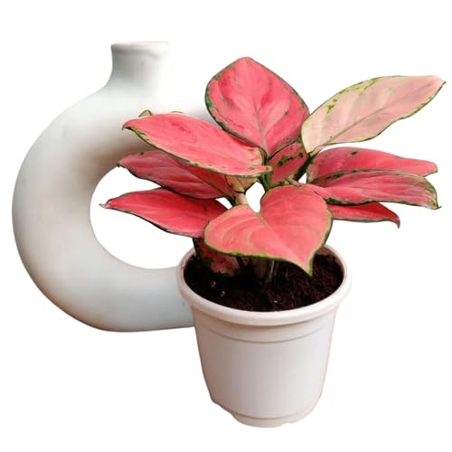 Image of CAPPL Rare Imported Pink Ruby Aglaonema Live Plant with Pot | Low Light Indoor Plant for Home & Office Decor