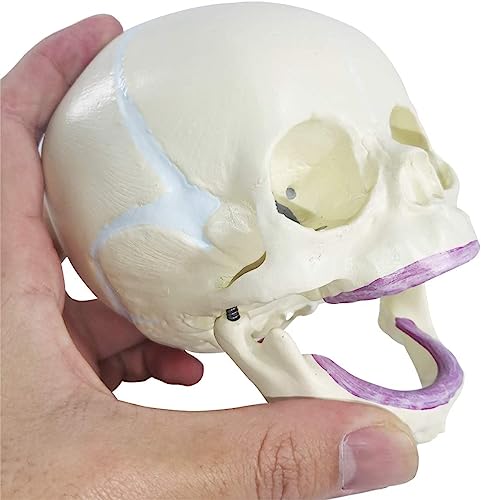 Image of ✮ Fetus Skull Model ✮ With Articulating Jaw ✮ Premium Anatomical Model