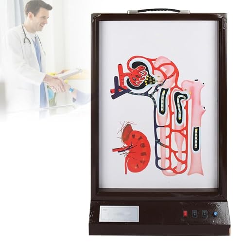HEQIM Dynamic Model of Urine Formation, LED Light Shows Urine Flow Direction, Electric 3D Dynamic Teaching Demonstration, Adjustable Speed, Suitable for Classroom Learning Demonstration