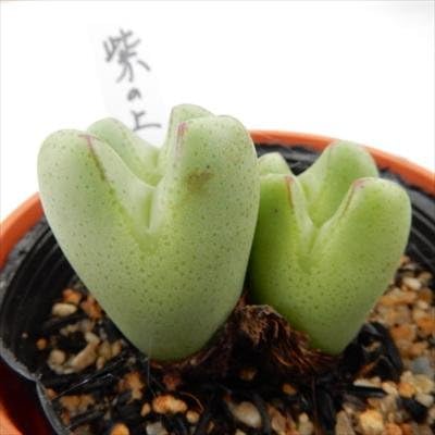 Amazon Biコノフィツム 紫の上 多肉植物 観葉植物 オンライン通販