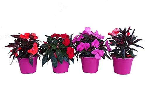 Planta alegria con flores para el hogar impatiens pack de 4 vivas 2
