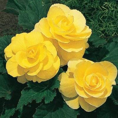 Radha Krishna Agriculture®️ Rare Variety Yellow design 2 Begonia Flower Bulbs Easy Growing For All Season Gardening In Home And Garden Pack Of 2 Flower Bulbs (B0BRD3XVD9) Amazon Price History, Amazon Price Tracker