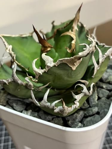 アガベ 用 鉢」の人気商品一覧 | 安い商品を通販サイトから探す - 価格.com