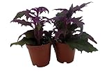 Purple Passion - 2 Live Plants 2' Pots - Erotic - Gynura - Indoors