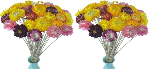 Ramo de flores secas naturales margaritas 40 pcs miniatura 1