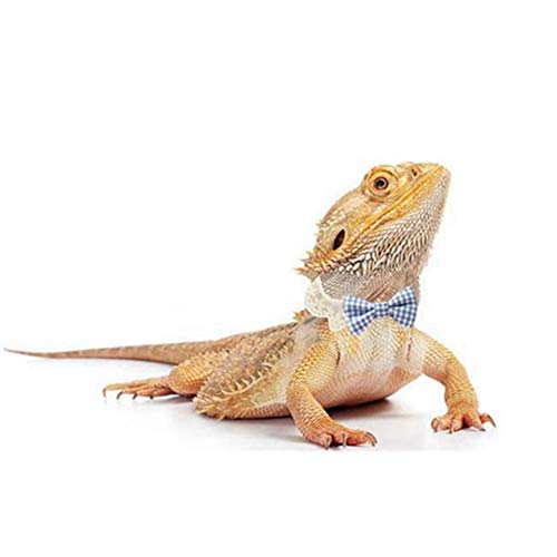 Lizard Clothes Bearded Dragons Blue White Plaid Bowtie with Elastic Lace Decor Handmade