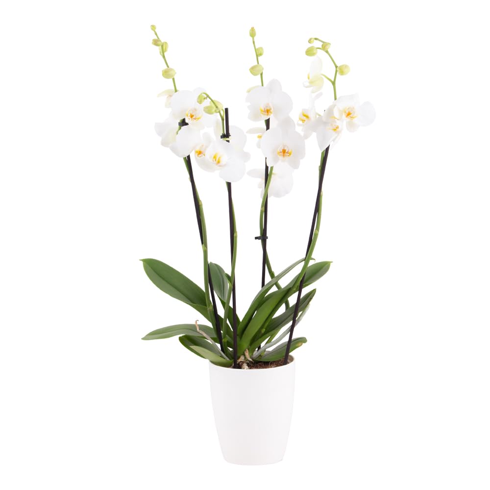 Weie Orchidee, Topfgre 12 cm, blhende Zimmerpflanze, Phalaenopsis mit  vier Rispen, Hhe circa 60 cm, Orchideenversand, echte Orchidee :  Amazon.de: Garten