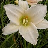 Hemerocallis 'Serena Madonna' ou lis d'un jour, hémérocalle 'Serena Madonna' a des larges fleurs blanches, à gorge verte