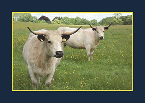 Know Your Cows (Old Pond Books) 44 Breeds From Aberdeen Angus To Wagyu, With Essential Facts On History, Country Of Origin, Physical Characteristics, And More, Plus Full-Page Photos Of Each Breed #TOP6