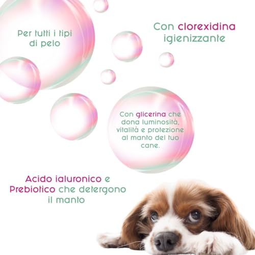 Inodorina Hundeshampoo mit Chlorhexidin Rituals (250 ml) - Hygienisches, parabenfreies Shampoo für alle Haartypen - Mit Chlorhexidin Degluconat, Glycerin und UV-Filter
