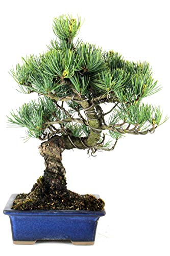 PlenTree Freeshipping für 30pcs / bag Baumsamen, Pinus Samen, Bonsai-Samen Hausgarten: 4 - Image 5