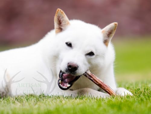 ARTISAN GIFT CO Ochsenziemer für Hunde - 100% Trockenfleisch Hundeleckerlis, geeignet für die Barf-Diät - (60 g, Bullensticks 15cm.)