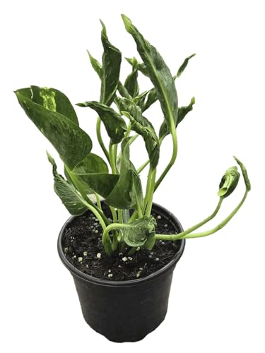 Florona Rare Lucky Money Plant (Sleeping Pothos) | Epipremnum ‘Shangri La’ Live Plant | Unique Curly, Crinkled Leaves | 1 live Plant on 4 inch pot | Easy Care Houseplant for Home Garden