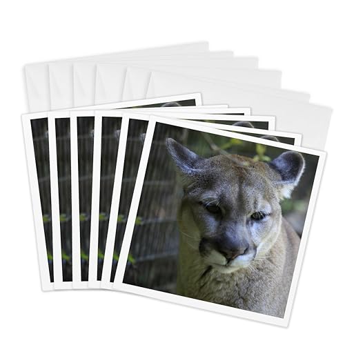 Cartes de vœux lion de montagne lot de 6 pour accompagner vos cadeaux