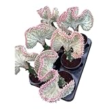 Mermaid Tail Cactus (Euphorbia lactea Cristata) – Rare Crested Succulent Live Plant, Unique Indoor Houseplant 1 Plant