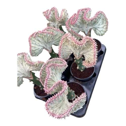 Mermaid Tail Cactus (Euphorbia lactea Cristata) – Rare Crested Succulent