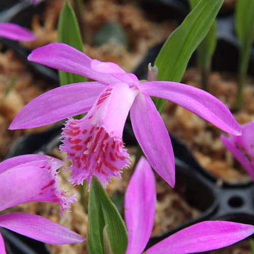 Amazon.co.jp: （山野草）大輪トキソウ（大輪朱鷺草） 品種おまかせ