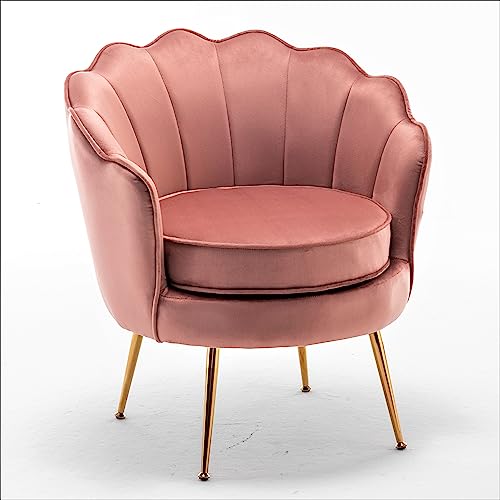 Velvet Barrel Accent Chair with Scalloped Silhouette and Gold Metal Legs Decorative Piece Suitable for Traditional Modern and Contemporary Spaces Rose